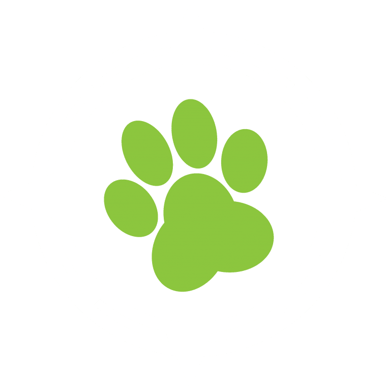 Dog Walker In High Country Dog Walks